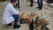 Kimsenin kalmadığı köyde, kedilerin ölmemesi için mücadele eden Baştaş'a destek geldi