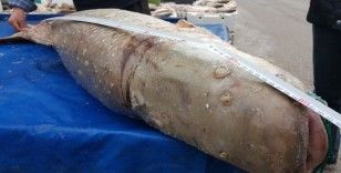  Erzincan’da yakalanan dev turna balığı görenleri şaşkına çevirdi!