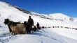 Besicilerin hayvanlarıyla kar üzerindeki zorlu yolculuğunun hikayesi