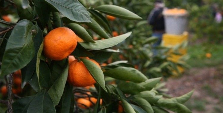 Türkiye'den 72 ülkeye mandalina ihracatı