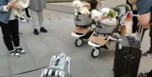 Çin’de yürüyüşe çıkarılan robot köpek görenleri şaşırttı