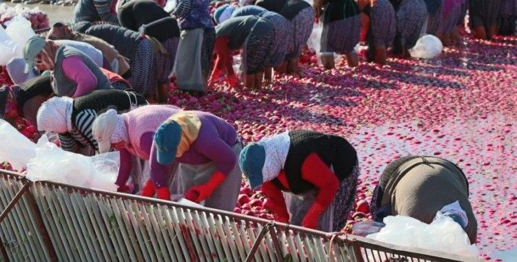 Yarım metre su içinde turp işçisi kadınların ekmek mücadelesi