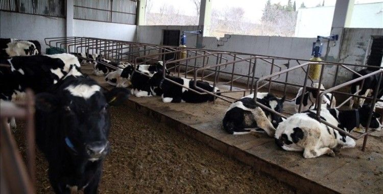 Uşak'ta süt verimi yüksek inek elde etmek için 7 düveye embriyo nakledildi