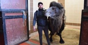 Burdur’da deveye katarak ameliyatı