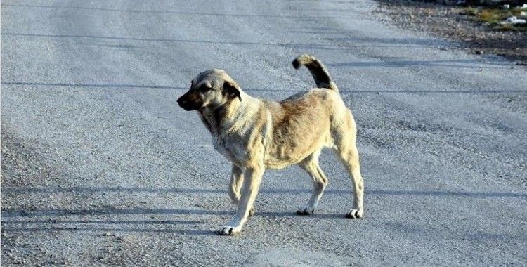 Ankara Büyükşehir Belediye Meclisinde sokak köpeklerinin çocuklara yönelik saldırıları tartışıldı