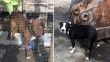 Adana'da 1 yılda 70 köpeğe el koyuldu