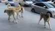 Vatandaşlar tehlike saçan sokak köpeklerine yönelik tedbir alınmasını istiyor