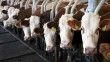 Toplanan inek sütü miktarı Kasım 2021'de yıllık bazda yüzde 3,6 arttı