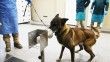 K9 köpekleri Kovid-19 hastalarını teşhiste son aşamaya yaklaştı