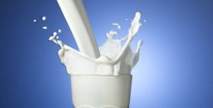 İnek sütü miktarı yüzde 3,6 arttı