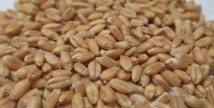Edirne’de buğdayın kilosu 4 lira 163 kuruştan satıldı