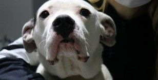 Yasaklı köpek ırklarının kayıt altına alınması için son gün