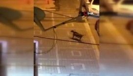 Avcılarda vatandaşlara saldıran başıboş Pitbull yakalandı