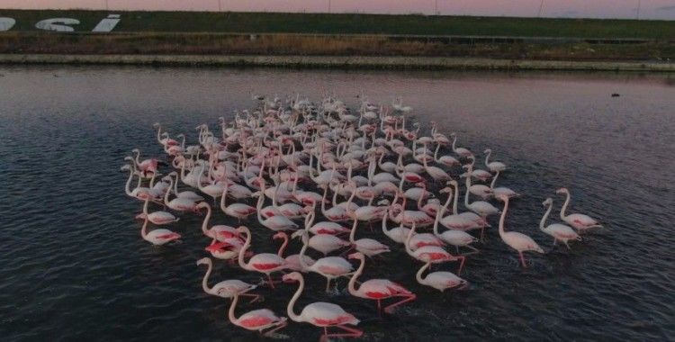 İstanbul’da flamingoların büyüleyici görüntüsü