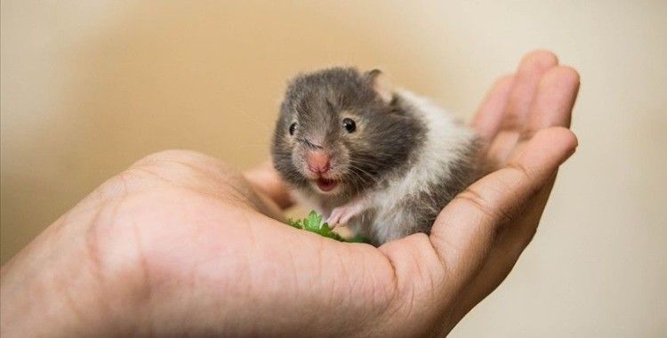 Araştırmaya göre, Kovid-19 hamsterlardan insanlara bulaşabiliyor