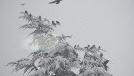 Kuşların karla imtihanı
