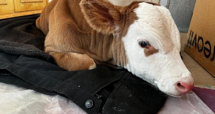 Erken doğan buzağıya evlerinde bebek gibi bakıyorlar Erken doğan buzağıya evlerinde bebek gibi bakıyorlar