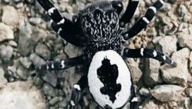Tunceli'de fotoğraflanın örümceğin henüz keşfedilmemiş tür olması muhtemel