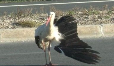 Kanadı kırılan leylek ölmek üzereyken kurtarıldı.