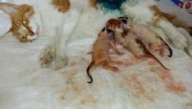 Bilecik'te gebe kedi sezaryen ile doğum yaptırıldı