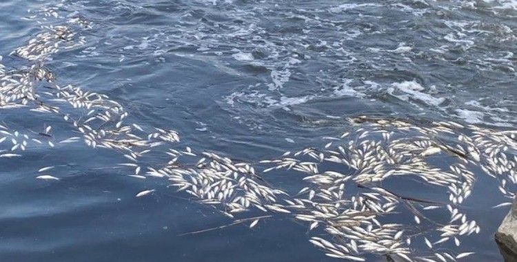Dicle Nehri'nde telef olan binlerce balık su yüzeyine çıktı