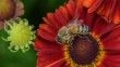 Kanada'da arı ölümleri: Beklenen kayıp, 1 milyar doların üzerinde