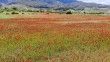 Gelinciklerin kırmızıya boyadığı buğday tarlasında masalsı görüntüler