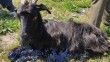 Bursa'da zifte yapışan keçiyi itfaiye ekibi kurtardı