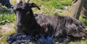 Bursa'da zifte yapışan keçiyi itfaiye ekibi kurtardı