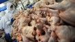 Tavuk eti üretimi martta yıllık bazda yüzde 3 arttı
