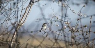 Araştırma: İklim değişikliği göçmen kuşların küçülmesine yol açıyor