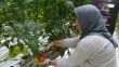 Salkım domates üretimine kadın dokunuşu