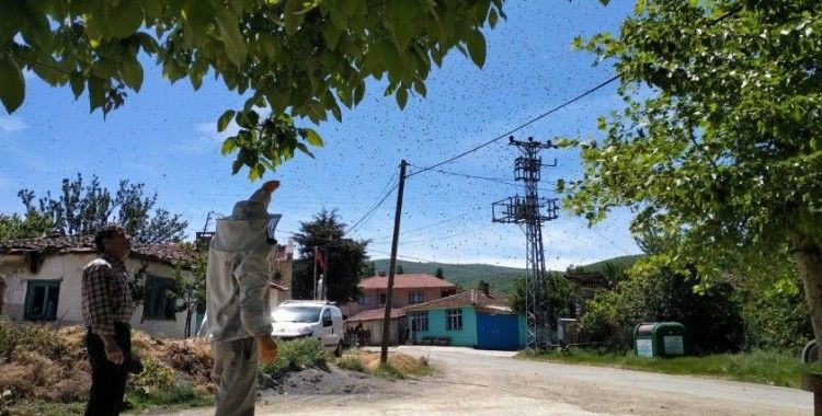 Köydeki arı istilasını fırsata çevirdi