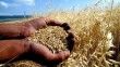 Küresel buğday stokları alarm veriyor: 10 haftalık kaldı