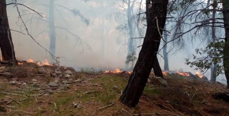 İzmir'in iki ilçesindeki orman yangınlarında 12 hektarlık alan zarar gördü