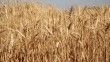 Bu sezon buğdayda rekoltenin yüksek olması bekleniyor