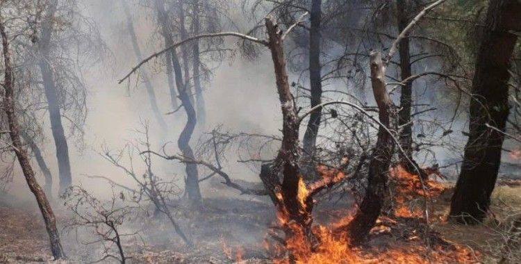 Uşak'taki orman yangınında 1,5 dekar alan zarar gördü