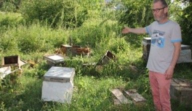 Kastamonu'da arı kovanlarına saldıran ayı kamerada