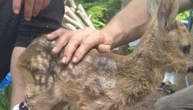 Yaralı yavru karacanın canını kurtardılar