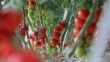 Yılda 1250 ton domates üretimi hedeflenen merkez dünya piyasasına açılacak