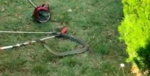 Bursa’da site bahçesinde 1.5 metre boyunda yılan yakalandı