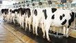 Toplanan inek sütü miktarı yüzde 3,4 azaldı