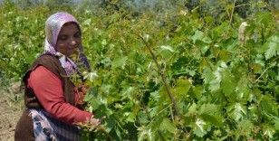Hassa'da kadınların bağ bozumu öncesi yaprak mesaisi
