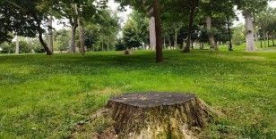 İBB, Emirgan’da 54 ağacı kesmişti, ağaçlardan geriye bu manzara kaldı