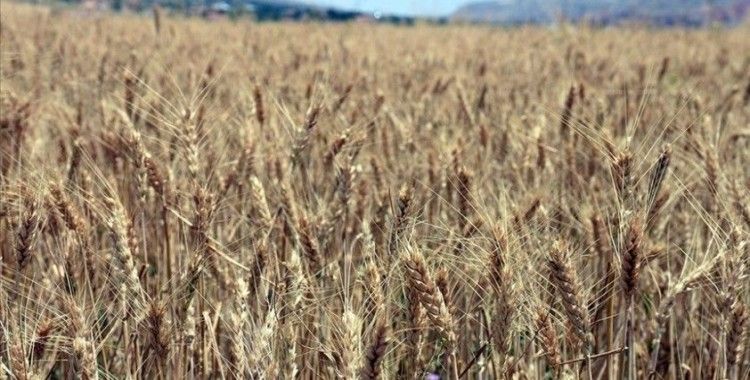 Kırıkkale'de arpada 290 bin ton, buğdayda 350 bin ton rekolte bekleniyor