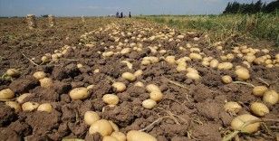 Hatay'da hasadına başlanan patateste 100 bin tonun üzerinde rekolte bekleniyor