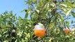 Gümüldür mandalinası Akdeniz meyve sineğinden tuzaklarla kurtulacak
