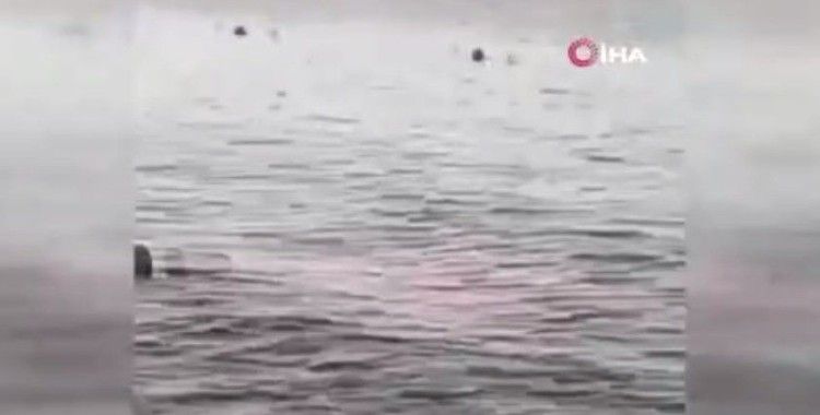 Mısır’da köpekbalığı saldırısı: 1 ölü