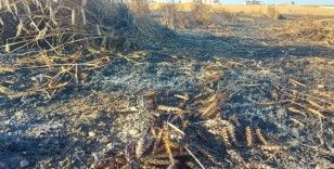 Silivri’de buğday tarlası alev alev yandı