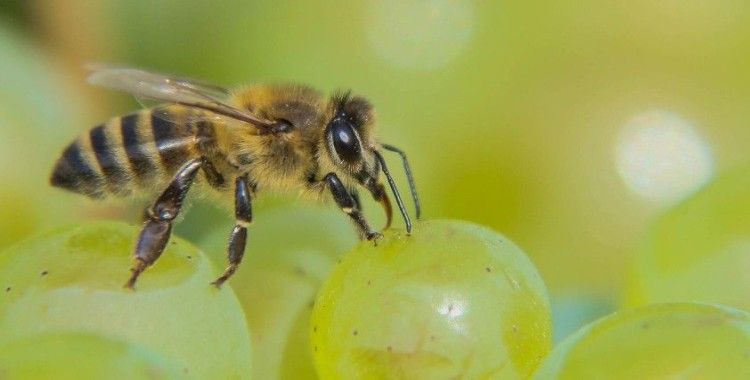 Küresel ısınmayla gelen gıda tehdidi: 'Arılar tozlaşma yapamazsa birçok meyve türü yok olacak'